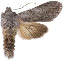 Skogsalathettefly.