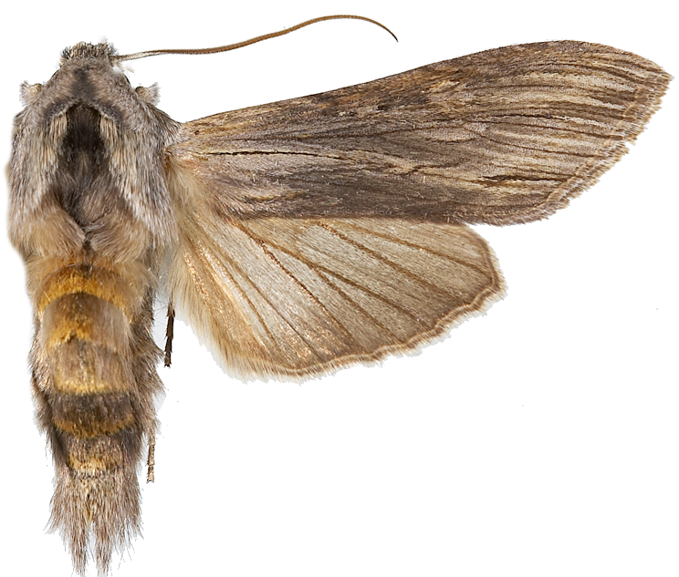 Vårhettefly.