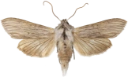 Vårhettefly.