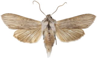 vårhettefly