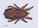Edderkoppdyr: Heminothrus longisetosus.