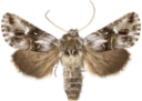 Torskemunnfly.