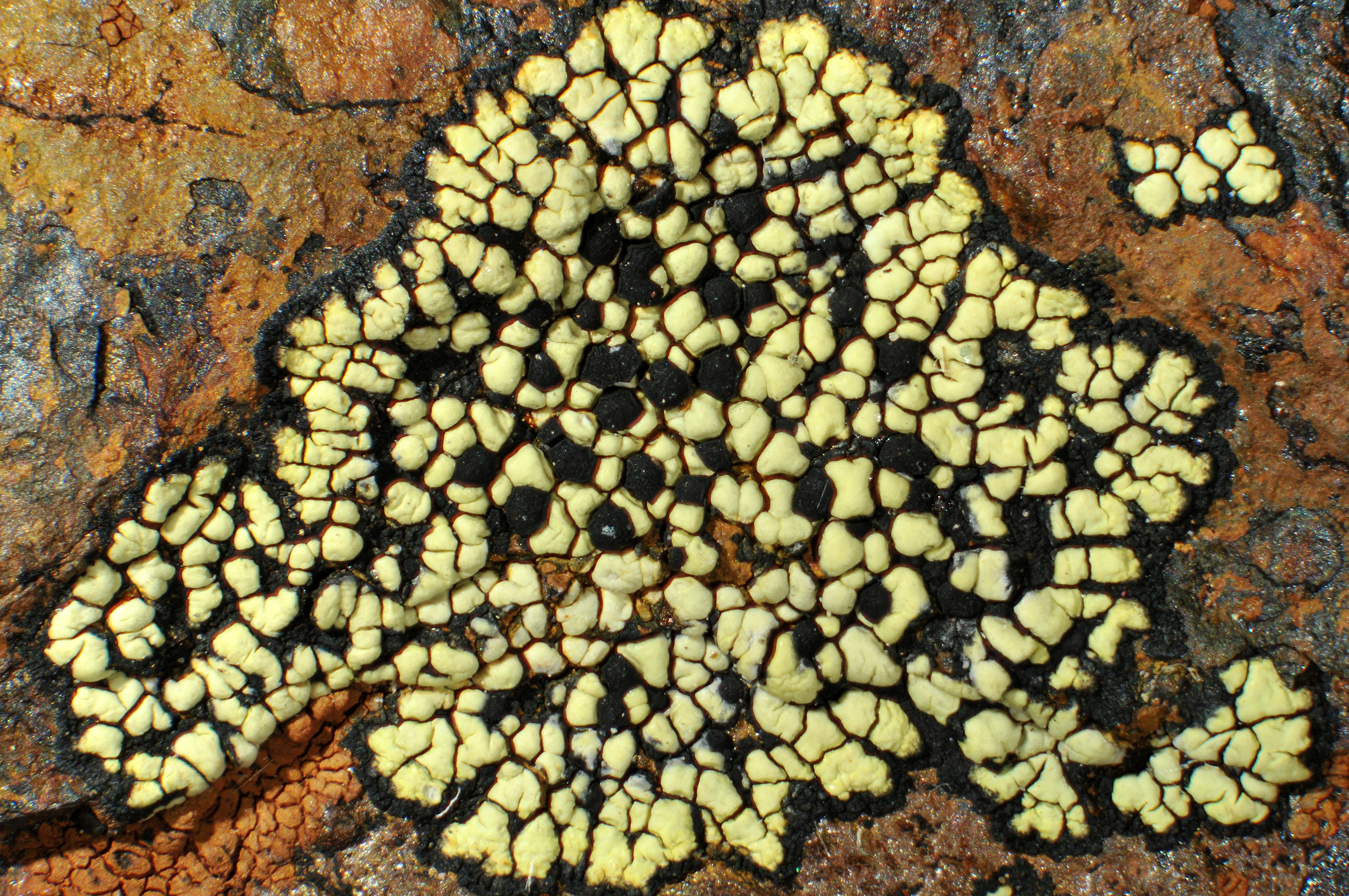 : Rhizocarpon effiguratum.