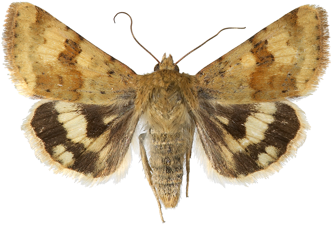 Grønnfagerfly.