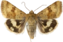 Grønnfagerfly.