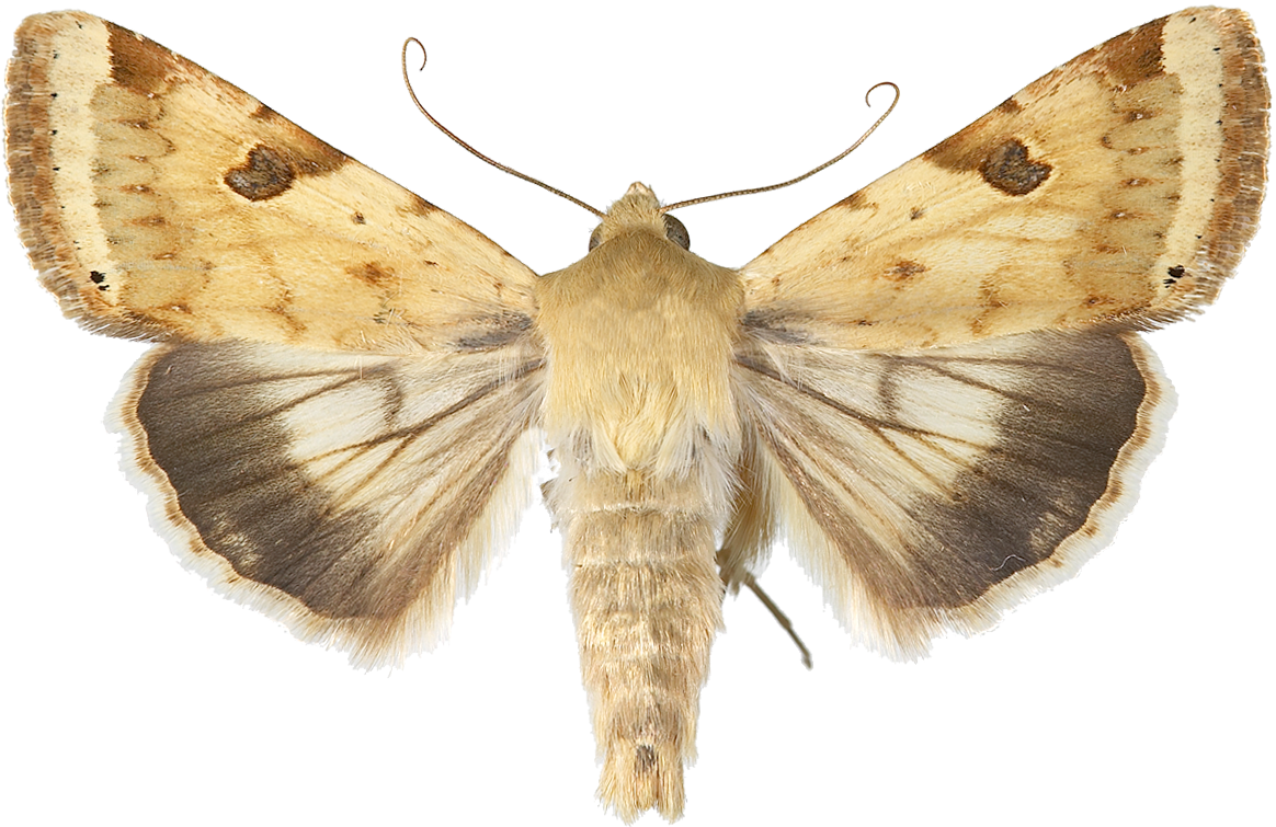 Okerfagerfly.