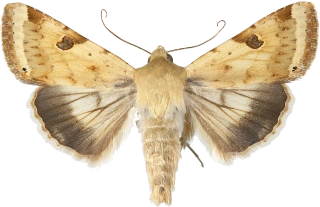 okerfagerfly