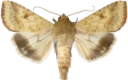 Pestfagerfly.