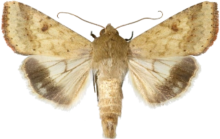 pestfagerfly