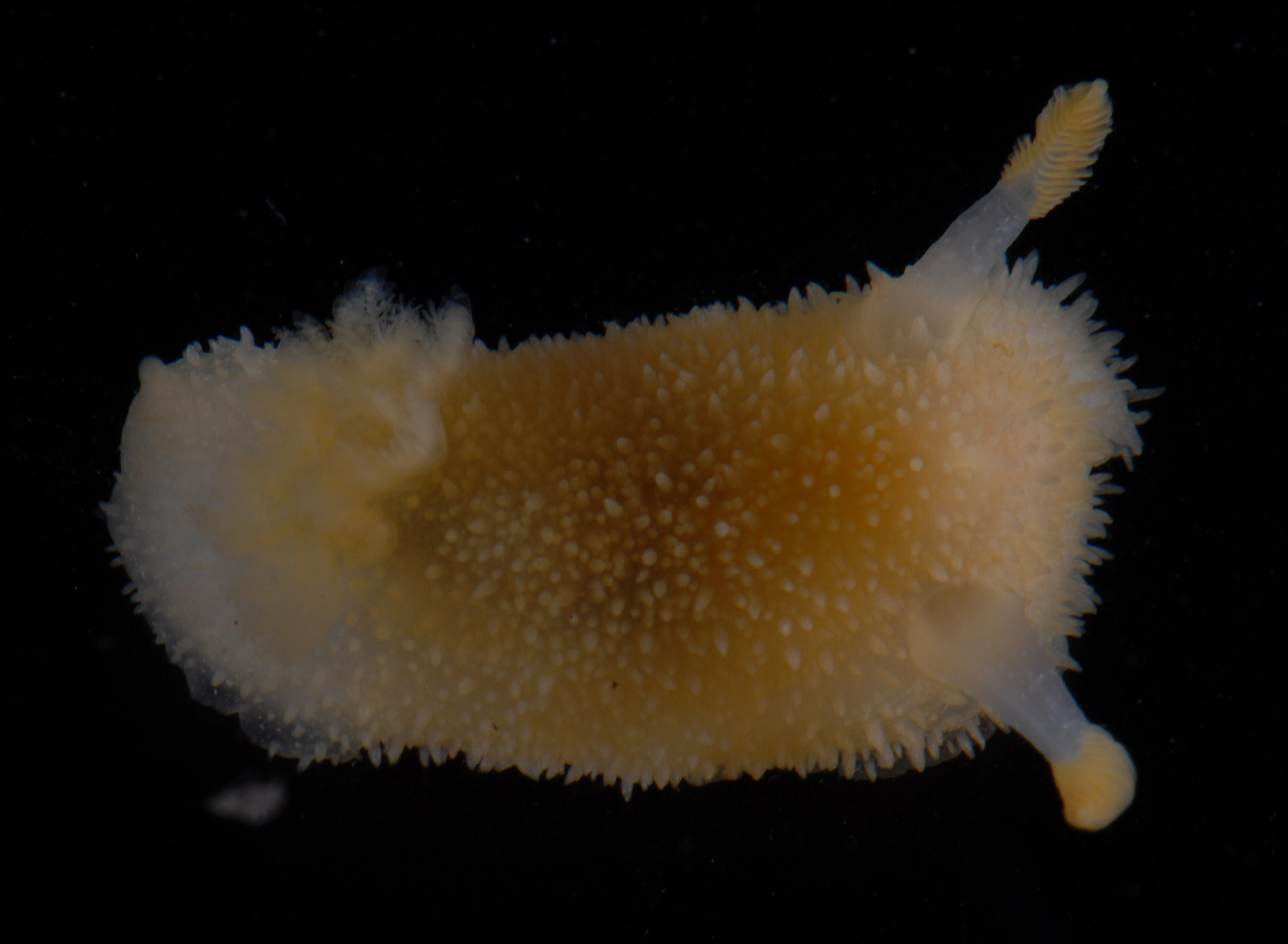 Bløtdyr: Acanthodoris pilosa.