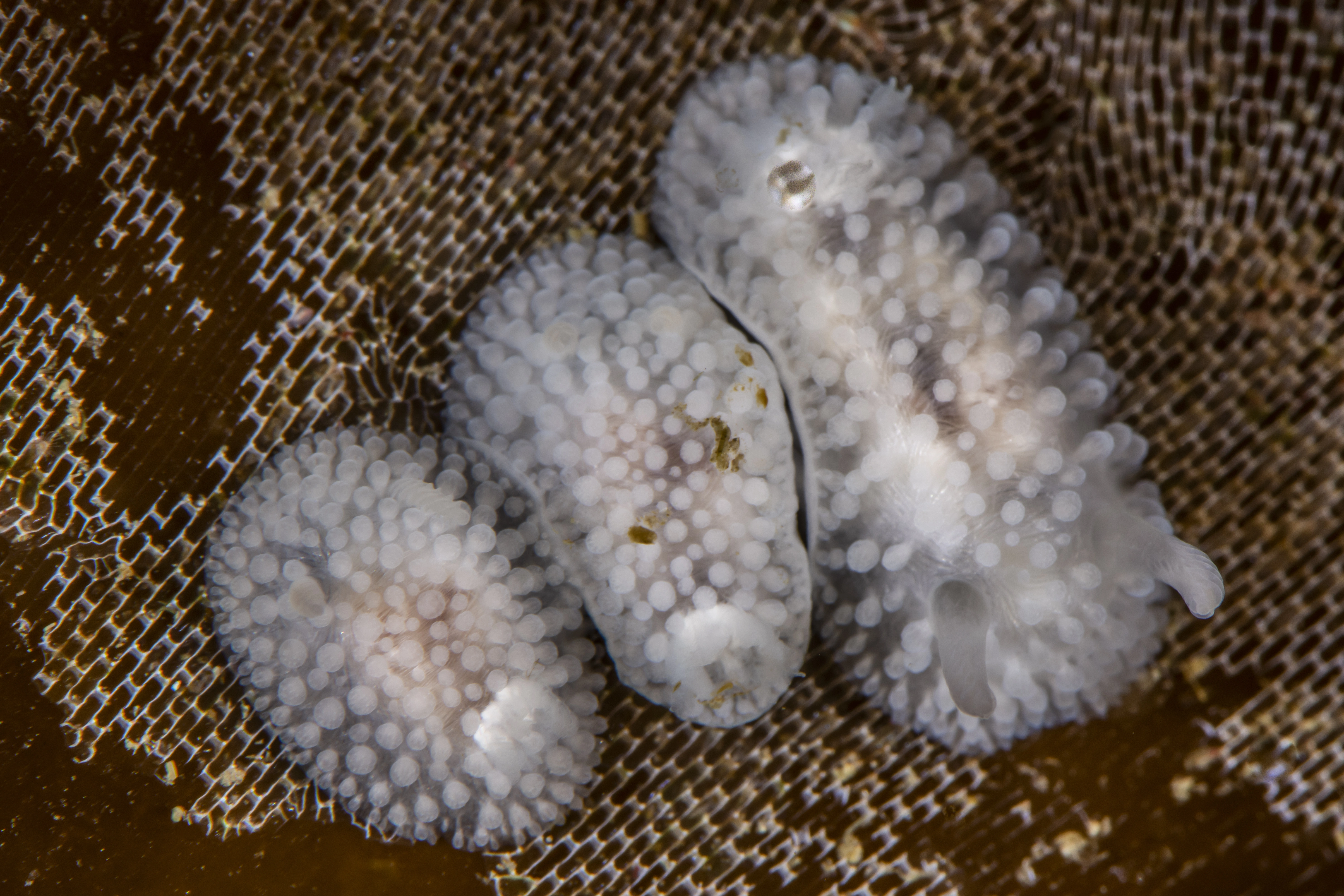 Bløtdyr: Onchidoris muricata.