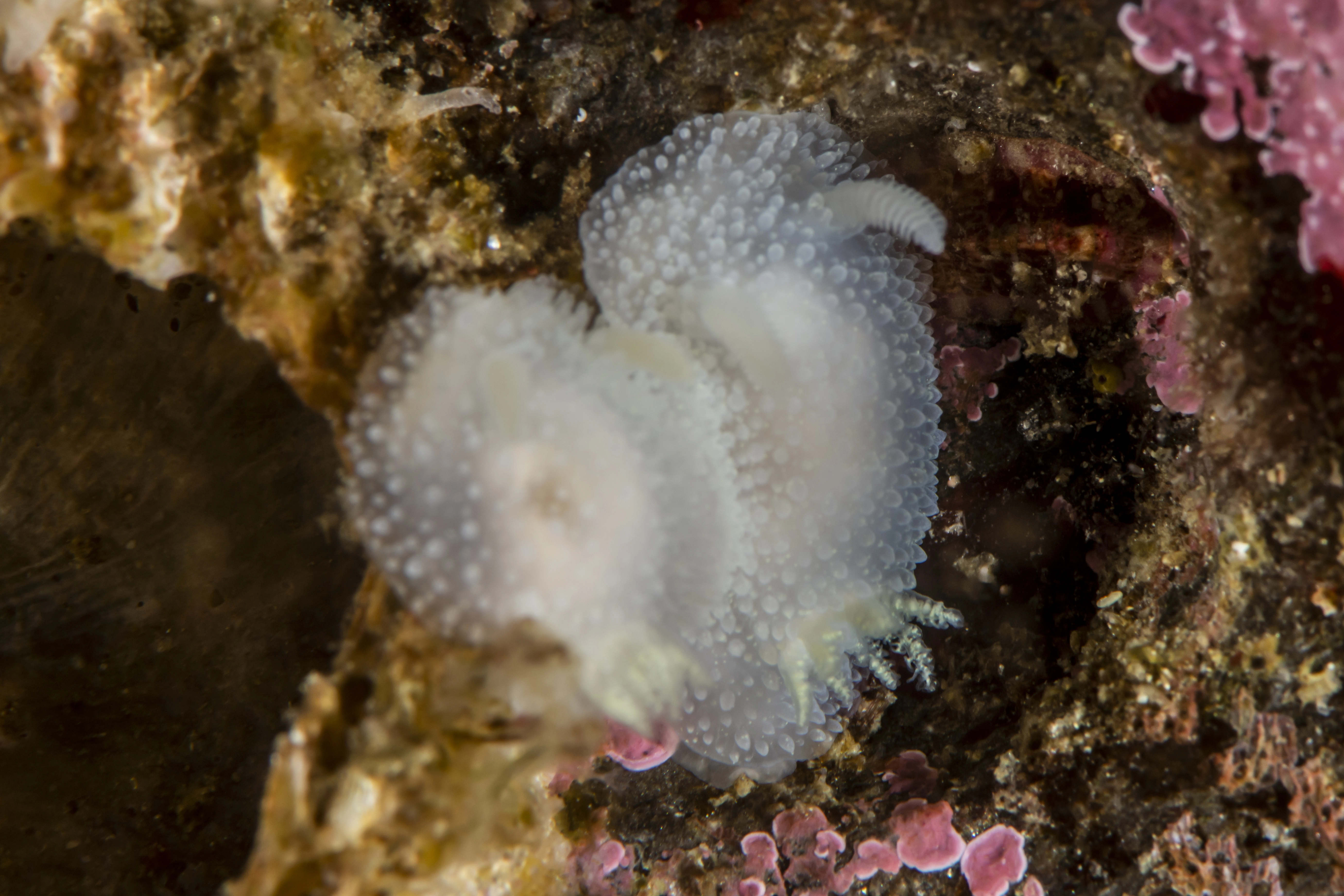 Nakensnegler: Acanthodoris pilosa.