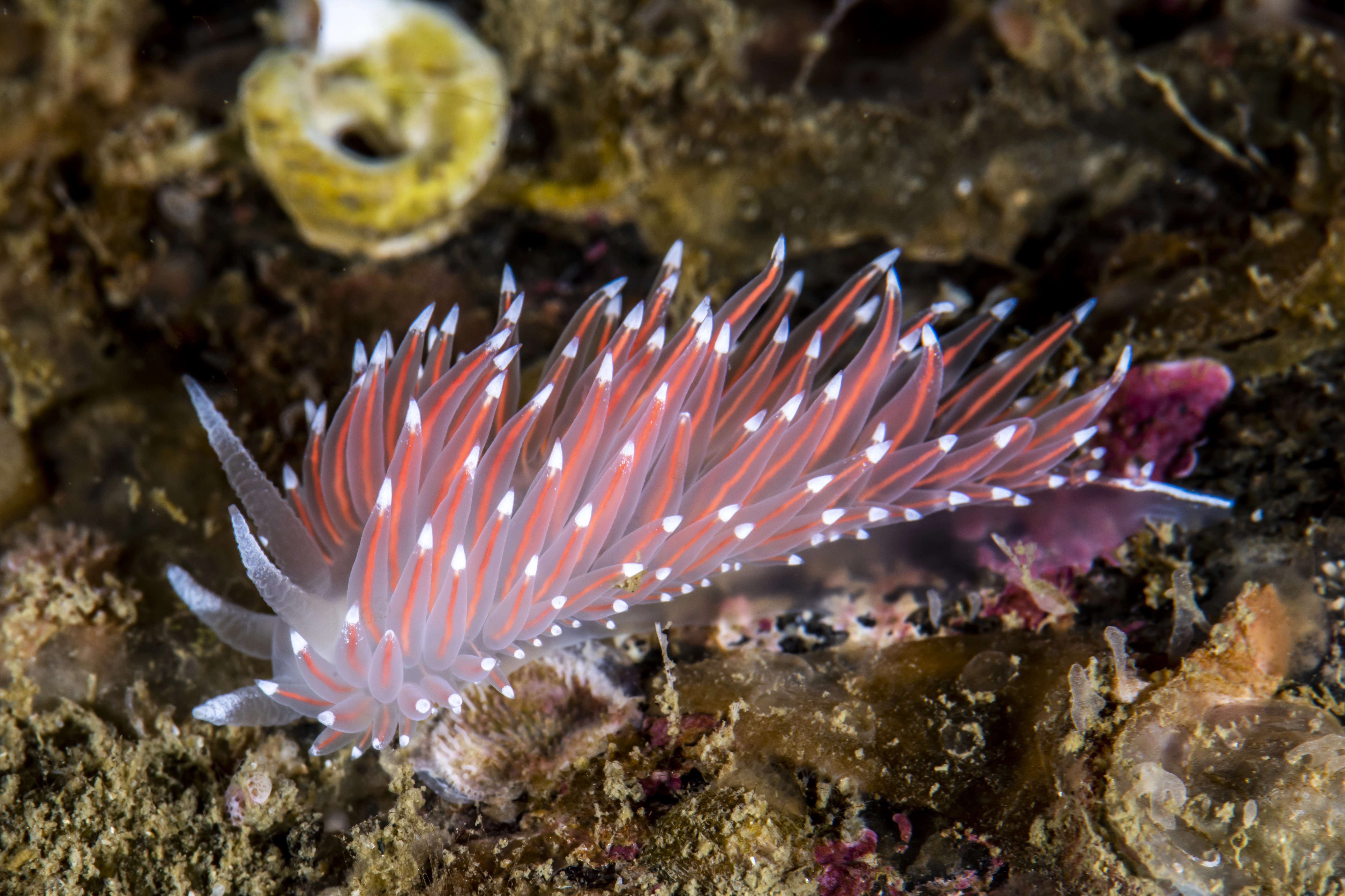 Nakensnegler: Coryphella nobilis.