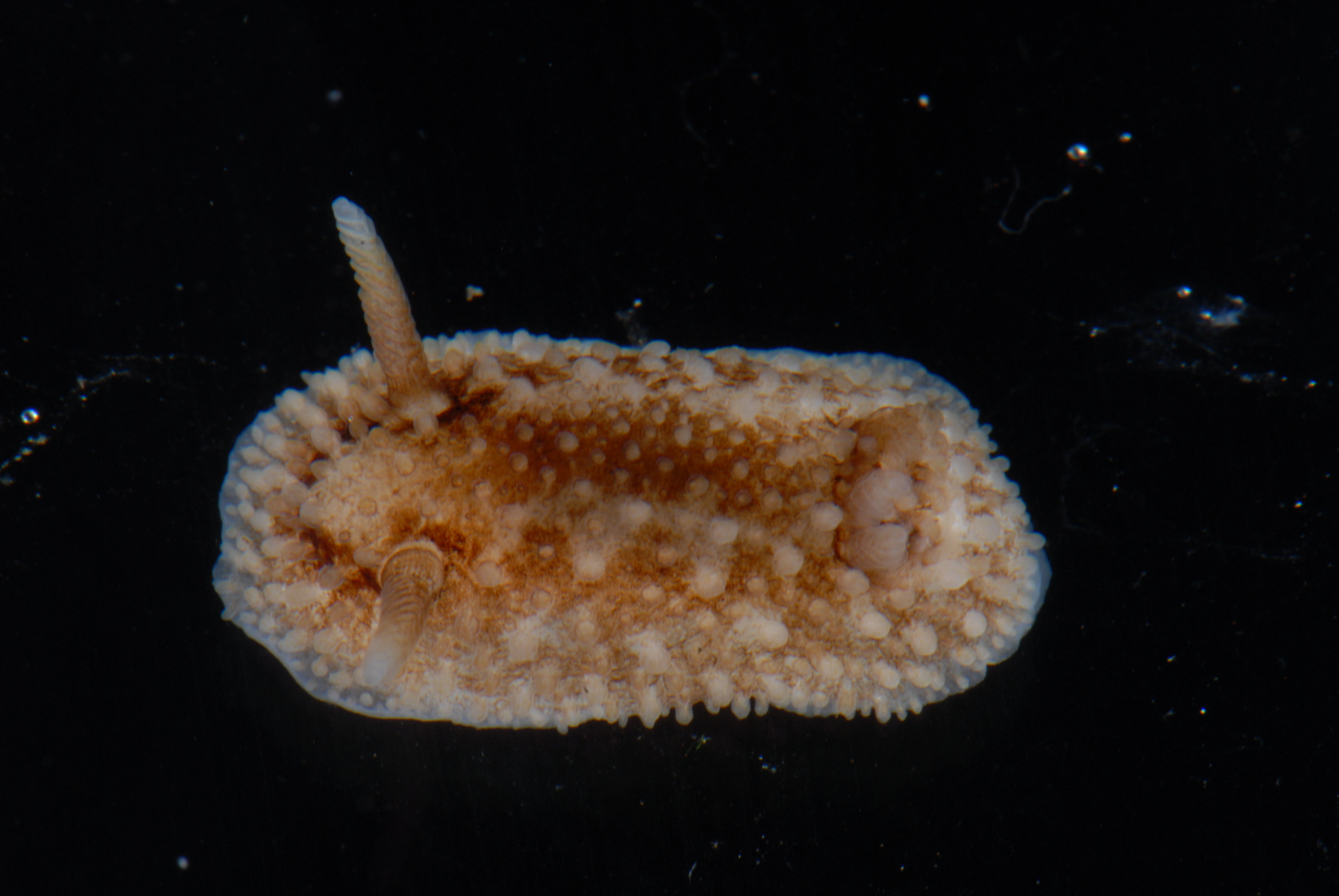 Bløtdyr: Onchidoris bilamellata.