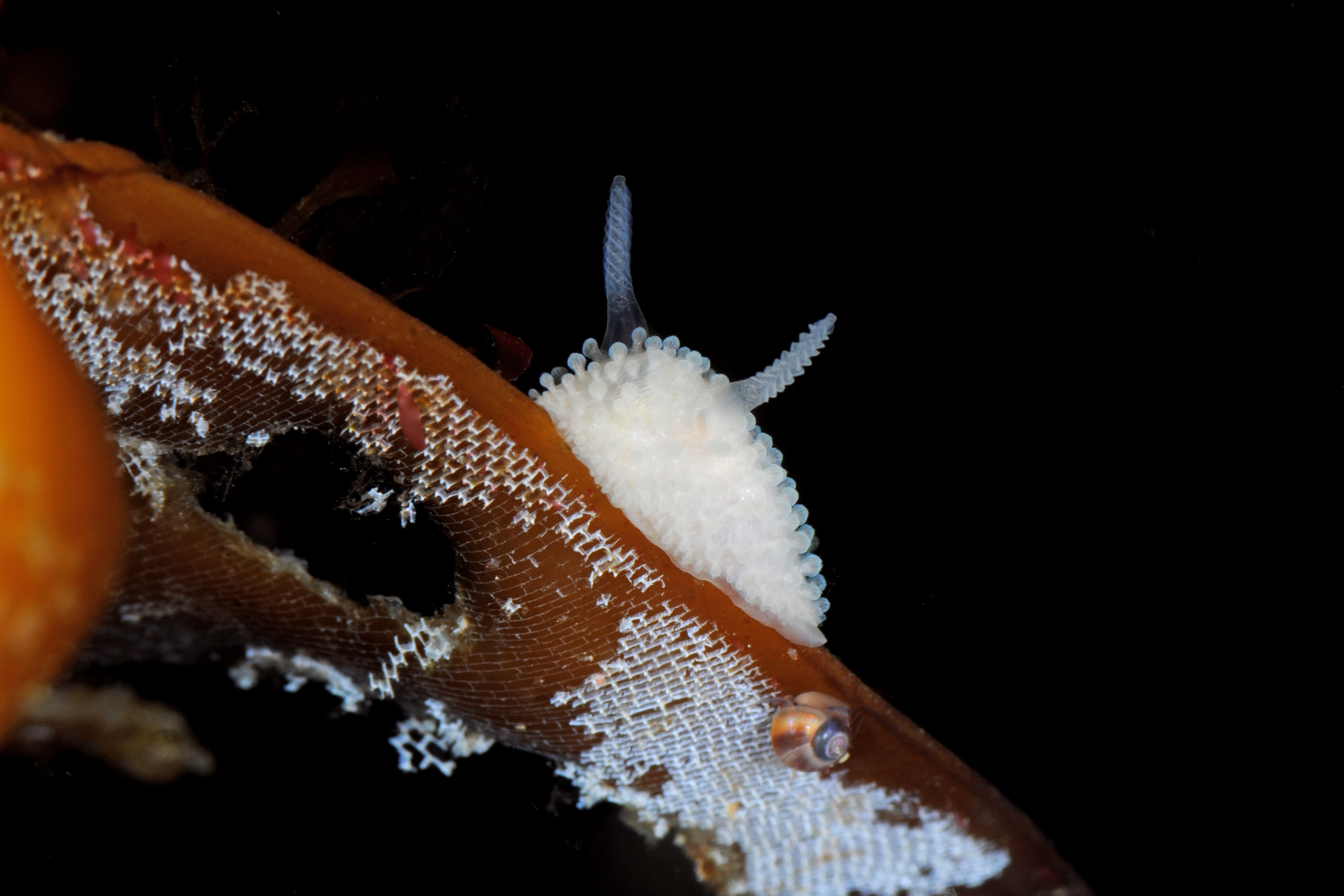 Bløtdyr: Onchidoris muricata.