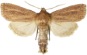 Dunkjevlefly.