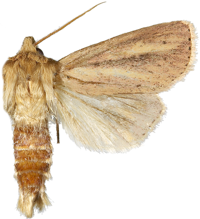 Piggknopprørfly.