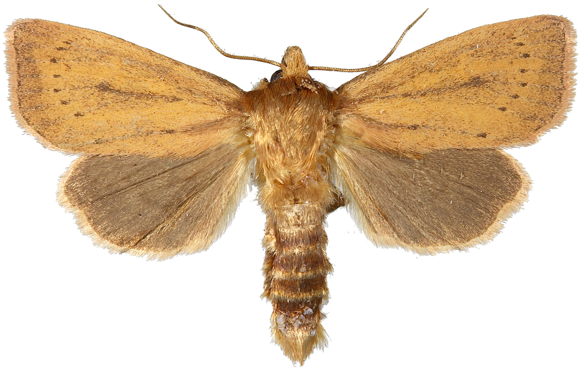 Irisrørfly.