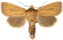 Irisrørfly.