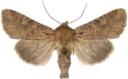 Åkerengfly.