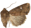 Større gressengfly.