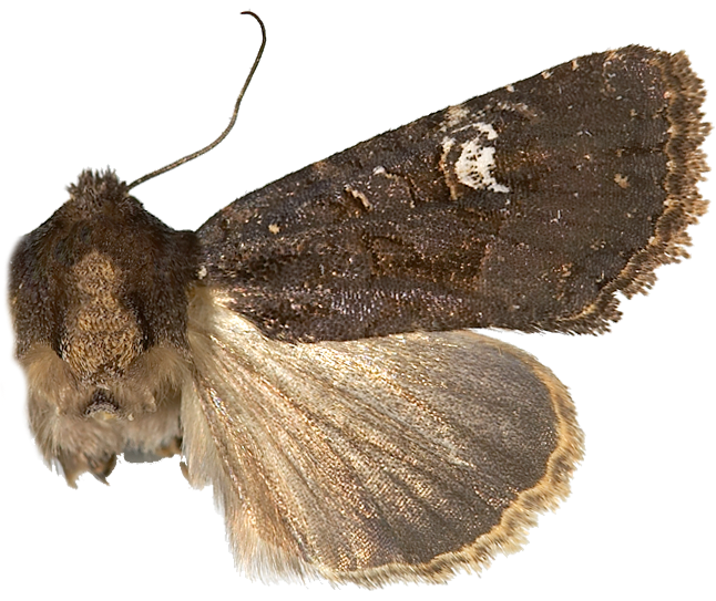 Større gressengfly.