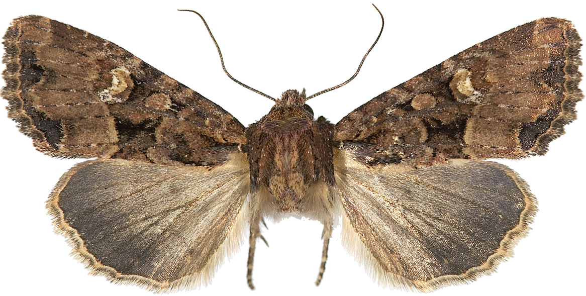 Større gressengfly.