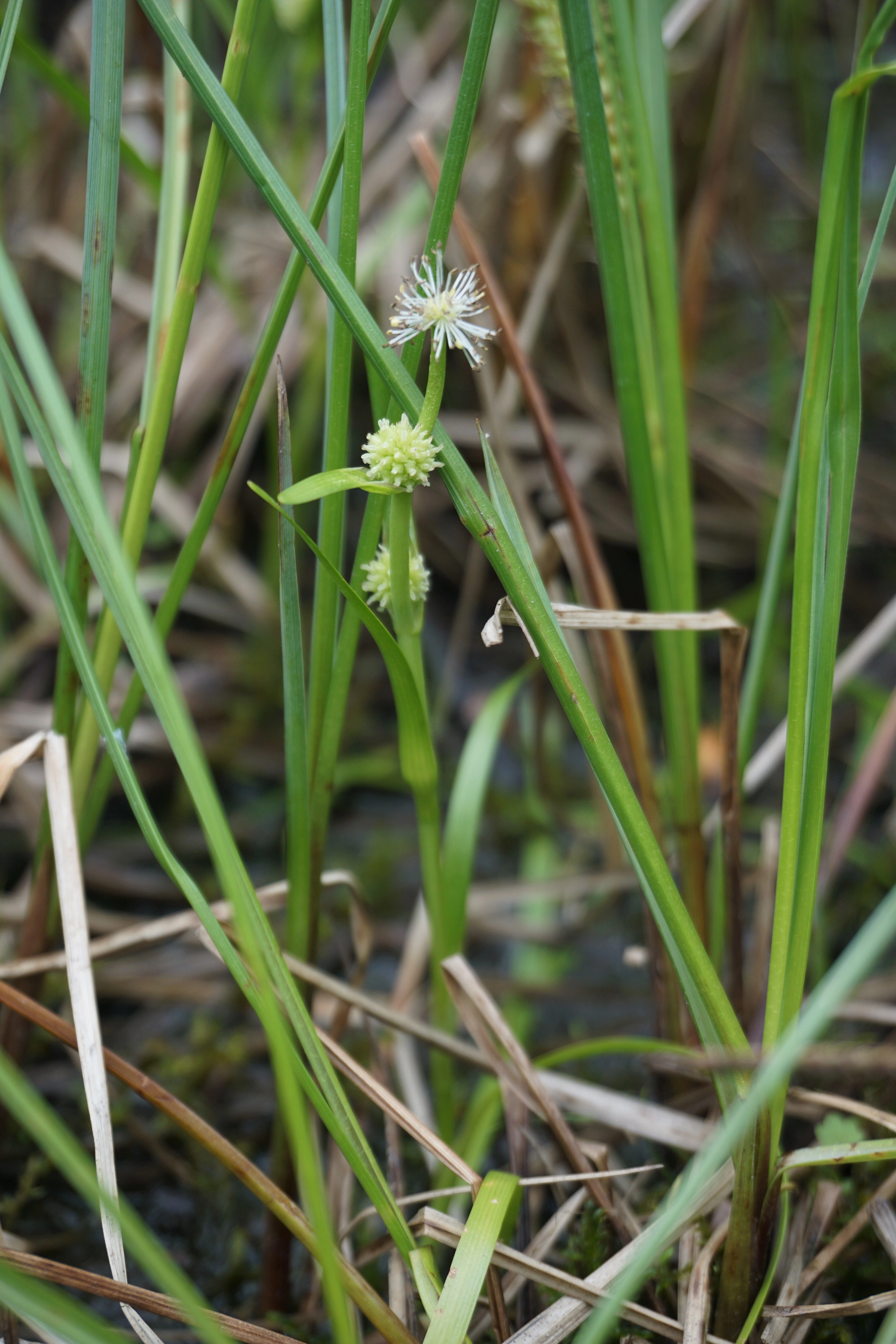 Småpiggknopp.