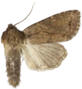 Seljeløvfly.