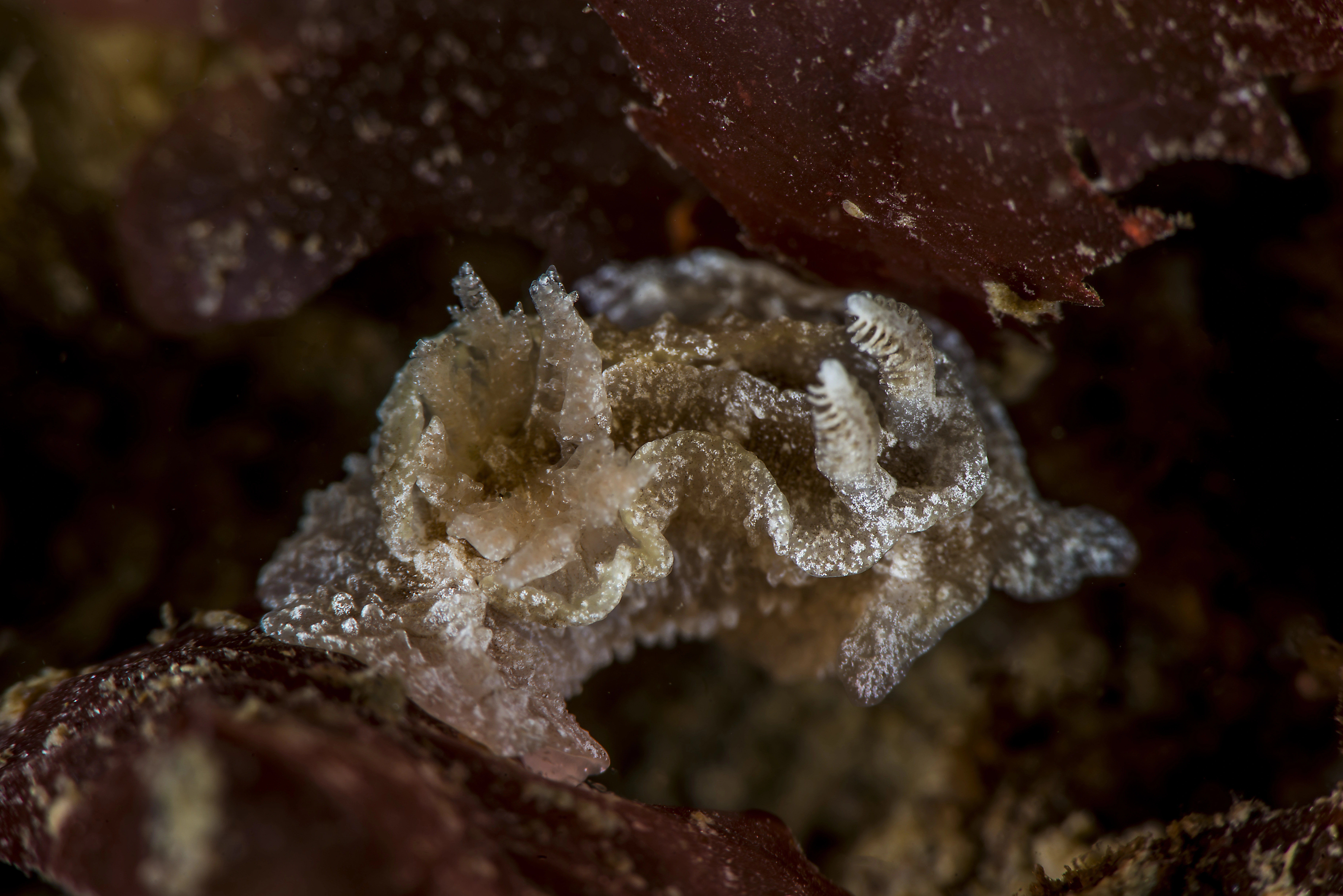 Bløtdyr: Goniodoris castanea.