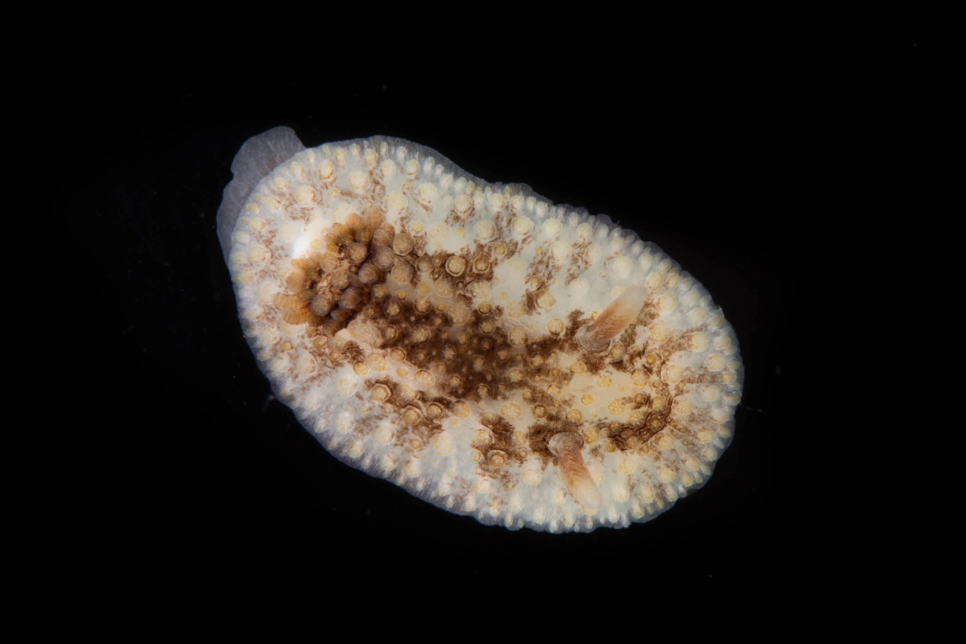 Bløtdyr: Onchidoris bilamellata.