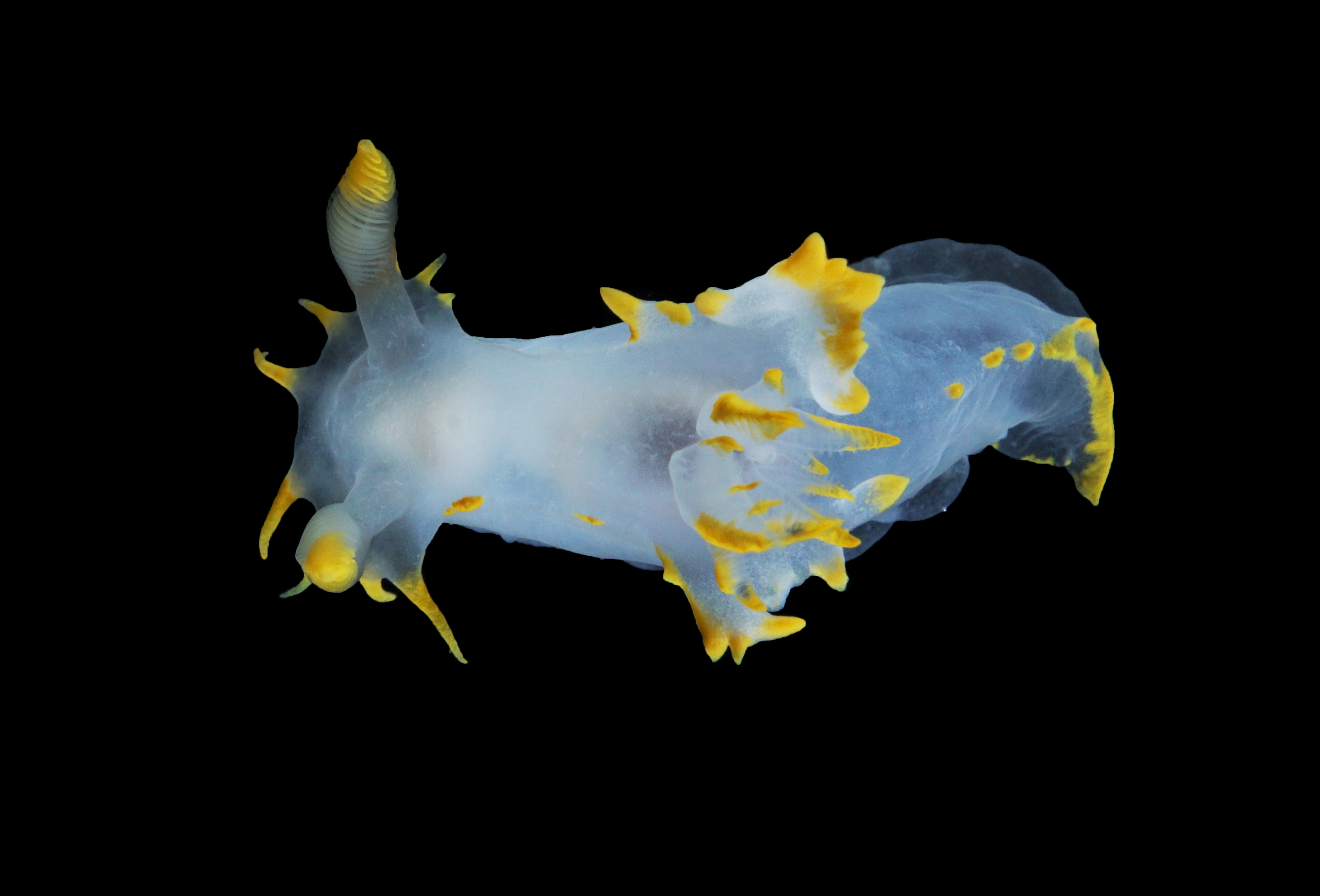 Bløtdyr: Polycera faeroensis.