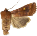 Bølgefly.