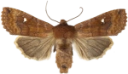 Bølgefly.