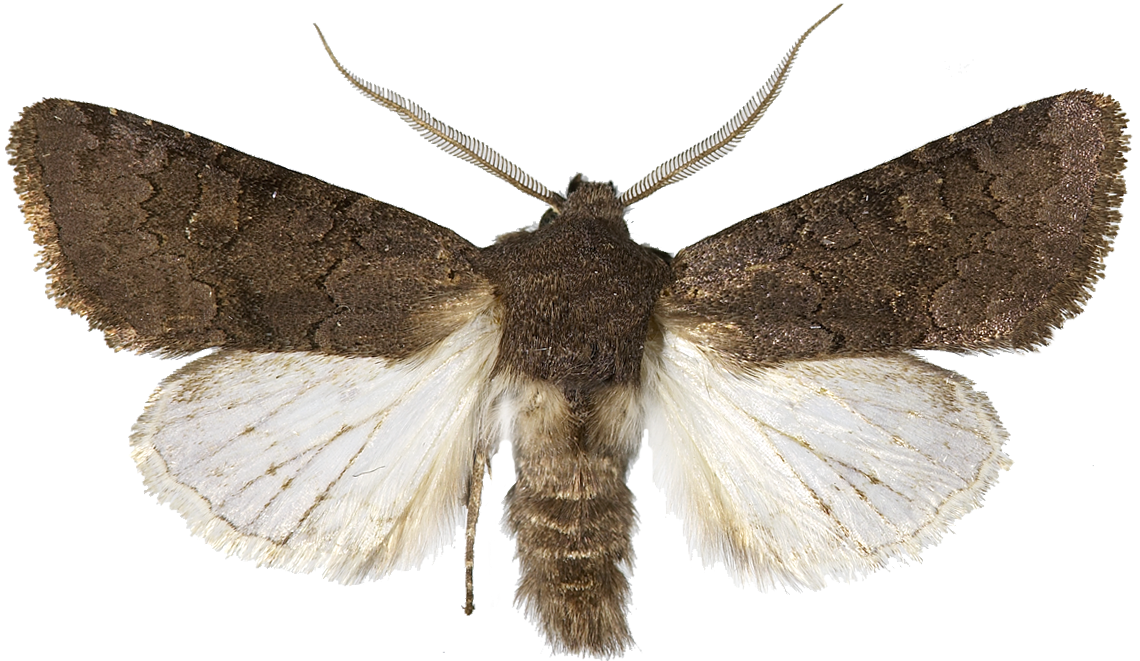 Grått lyngheifly.