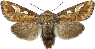 furufly