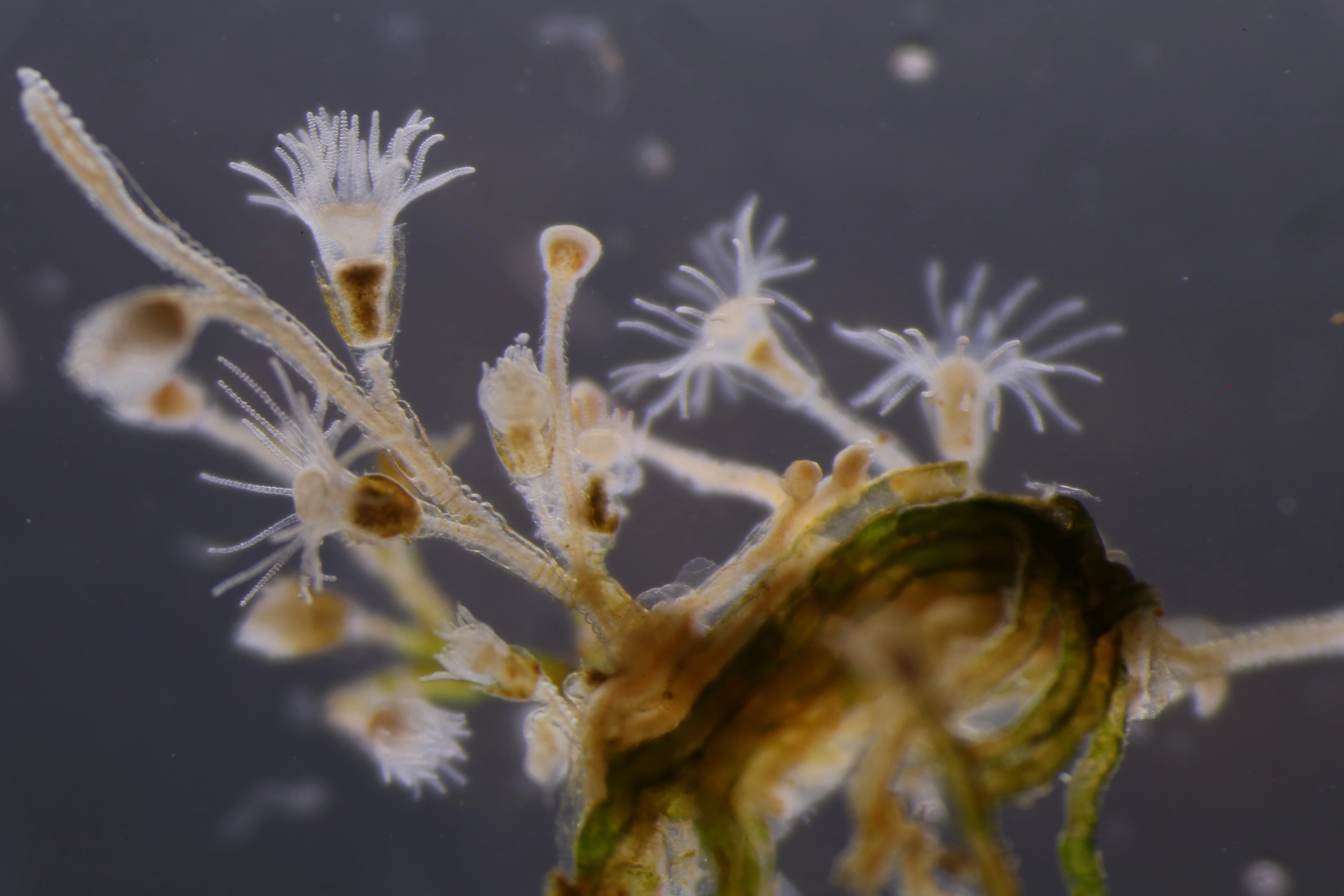 Hydrozoer: Laomedea flexuosa.