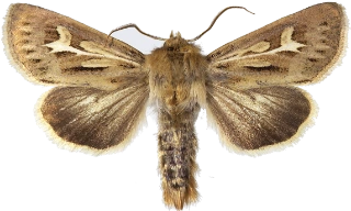 gressmarkfly