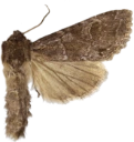 Vinkelhakefly.