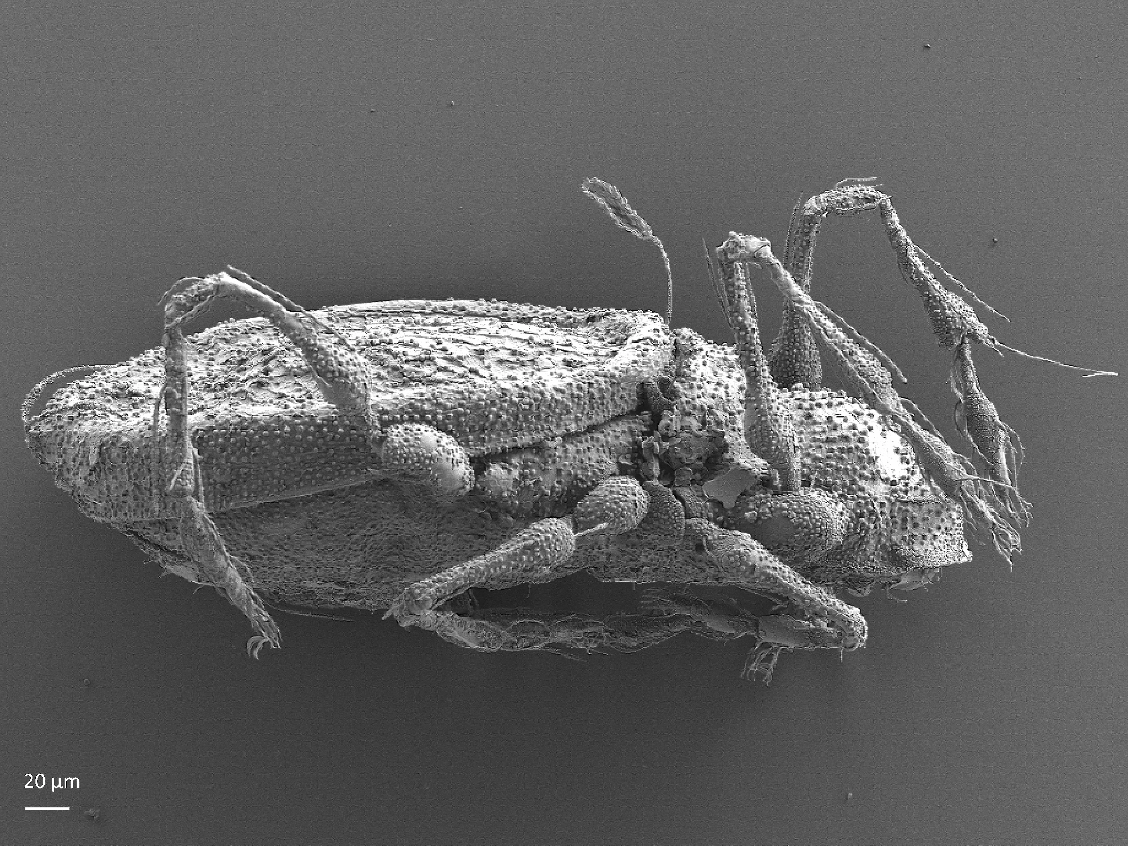 Midd: Gymnodamaeidae.