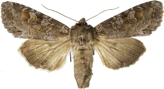 vinkelhakefly