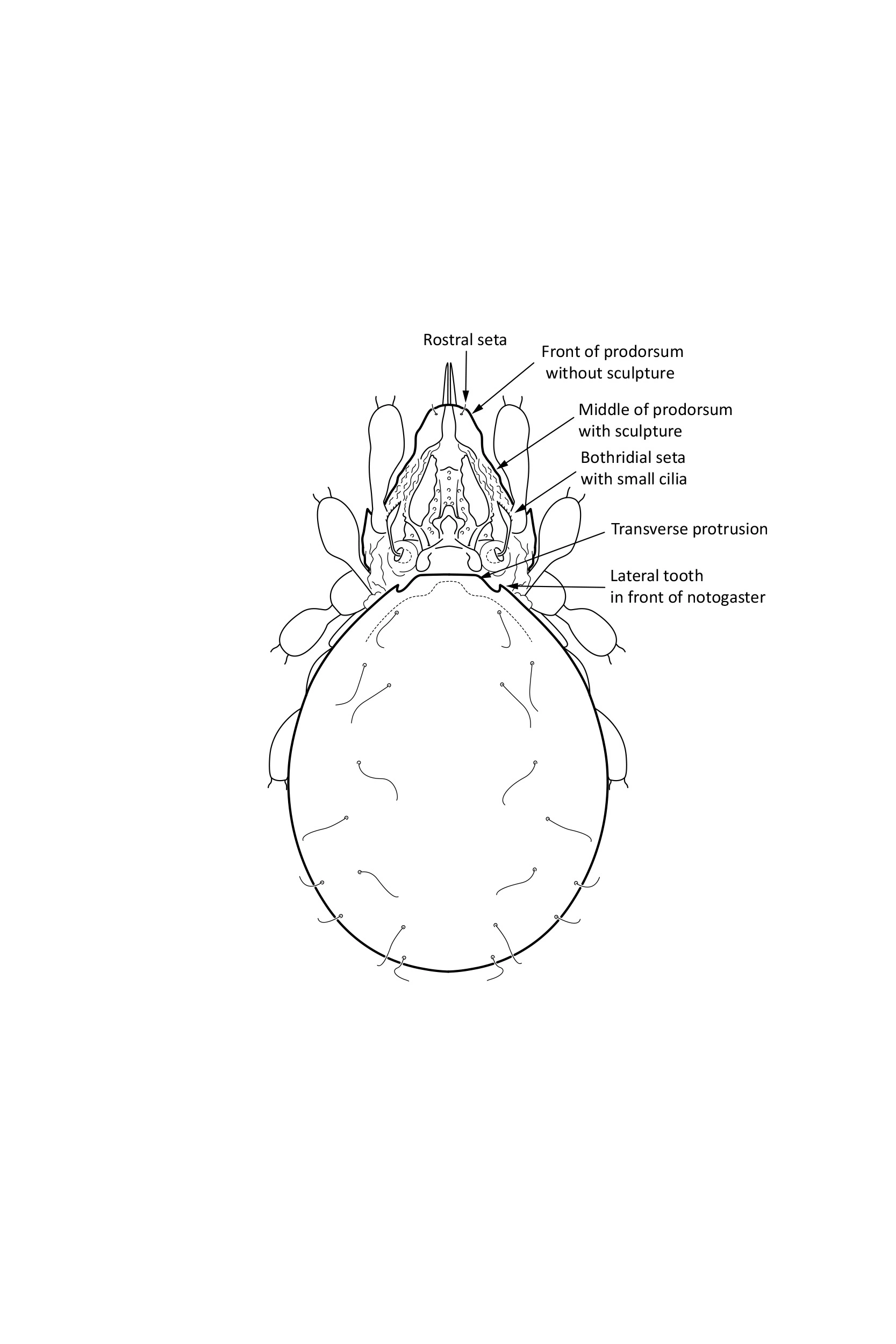 Midd: Suctobelbata truncicola.