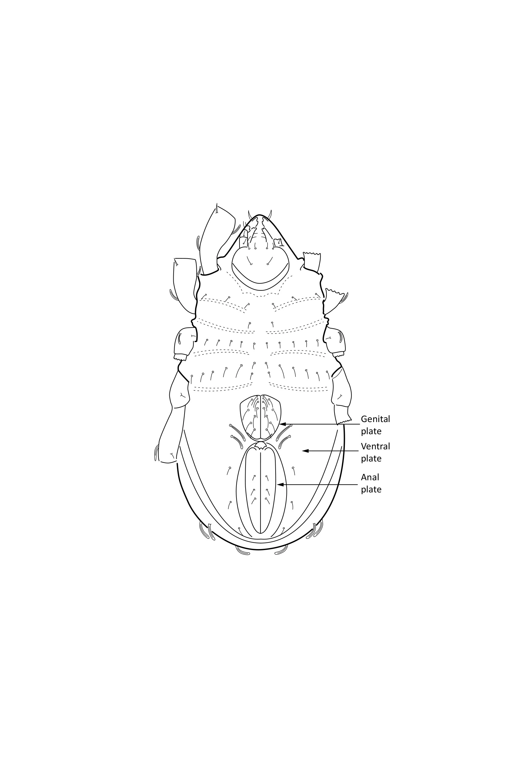 Midd: Hermannia scabra.