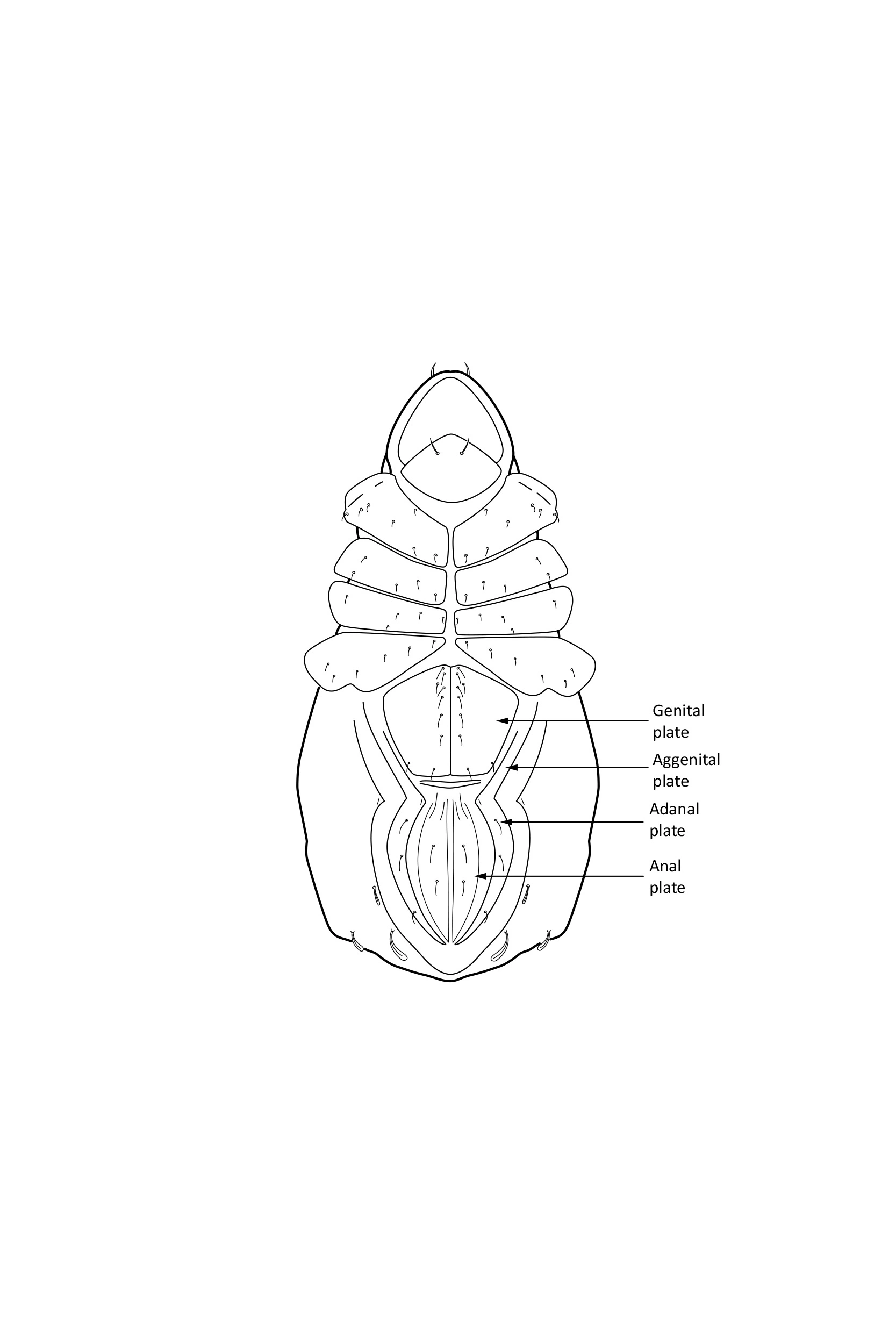 Midd: Nothrus anauniensis.