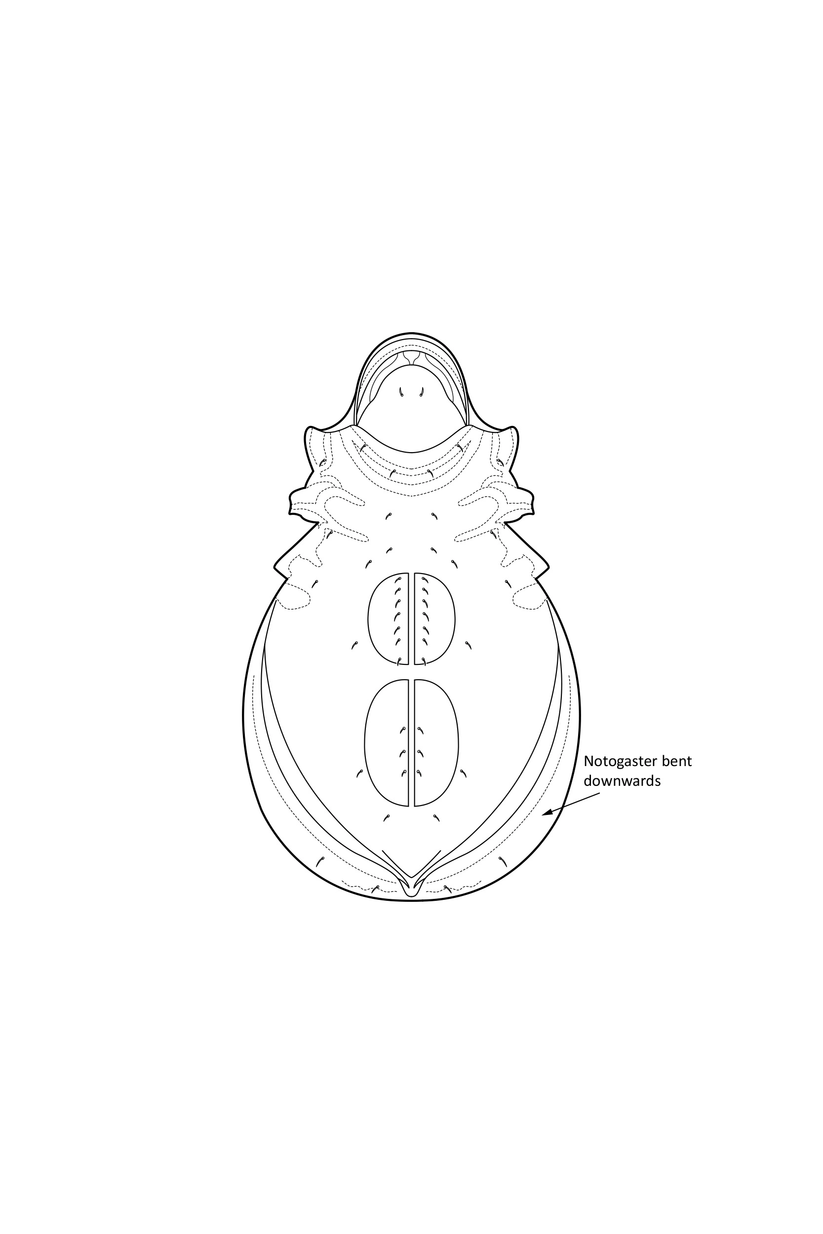 Midd: Cymbaeremaeus cymba.