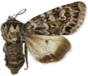 Fjellhakefly.