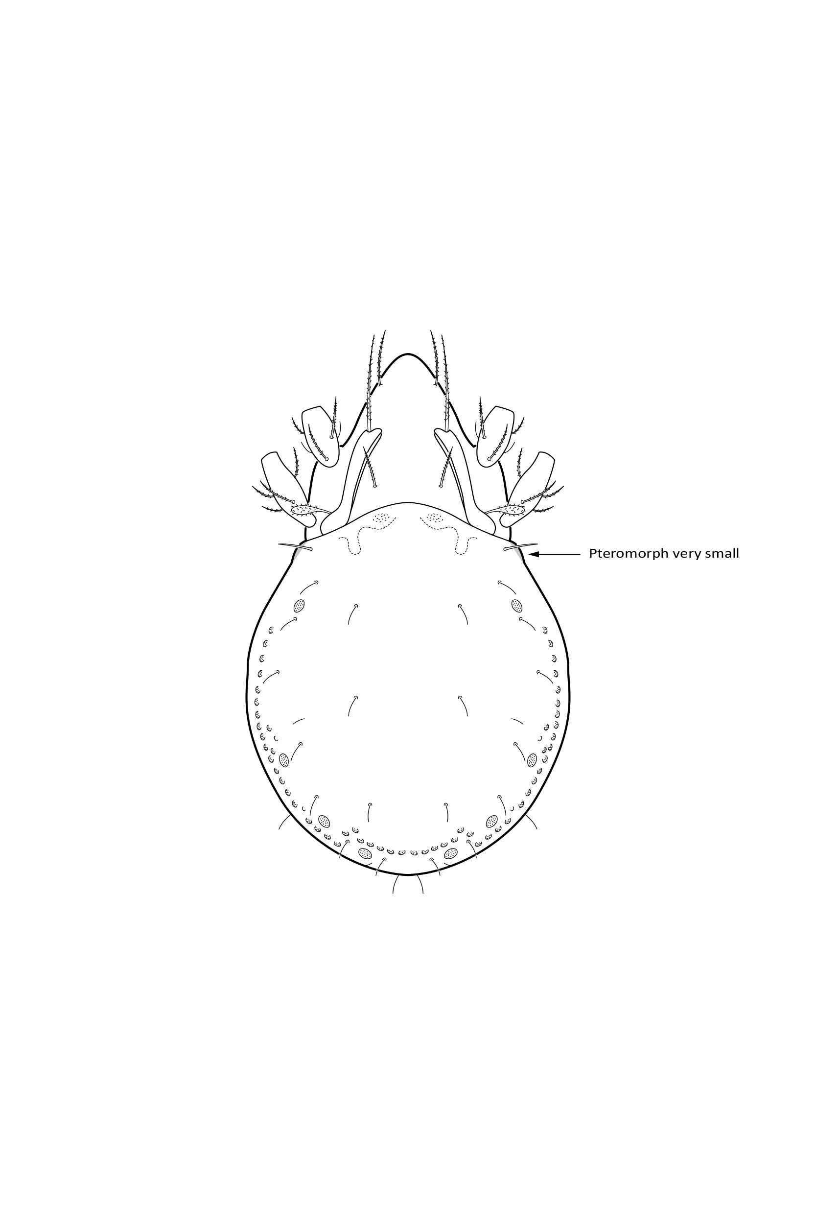 Midd: Oribatulidae.