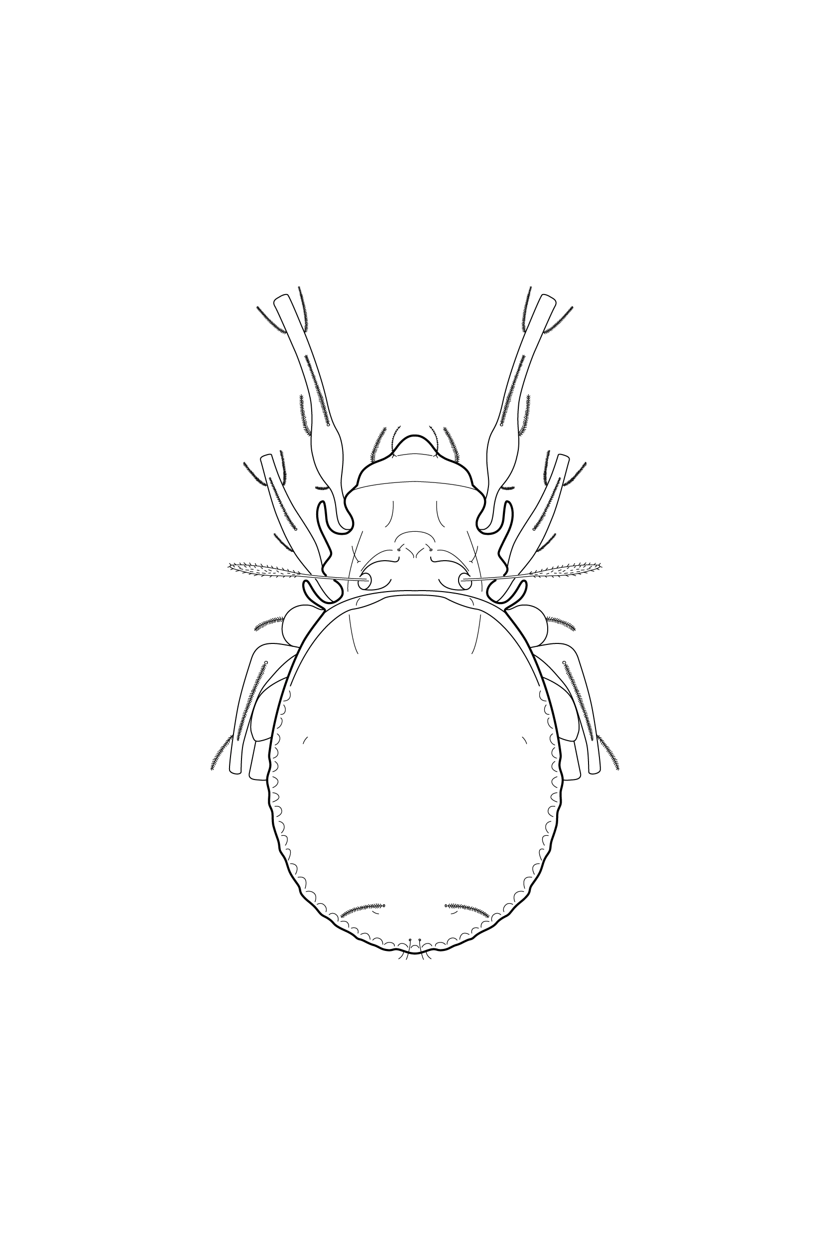Edderkoppdyr: Gymnodamaeus bicostatus.