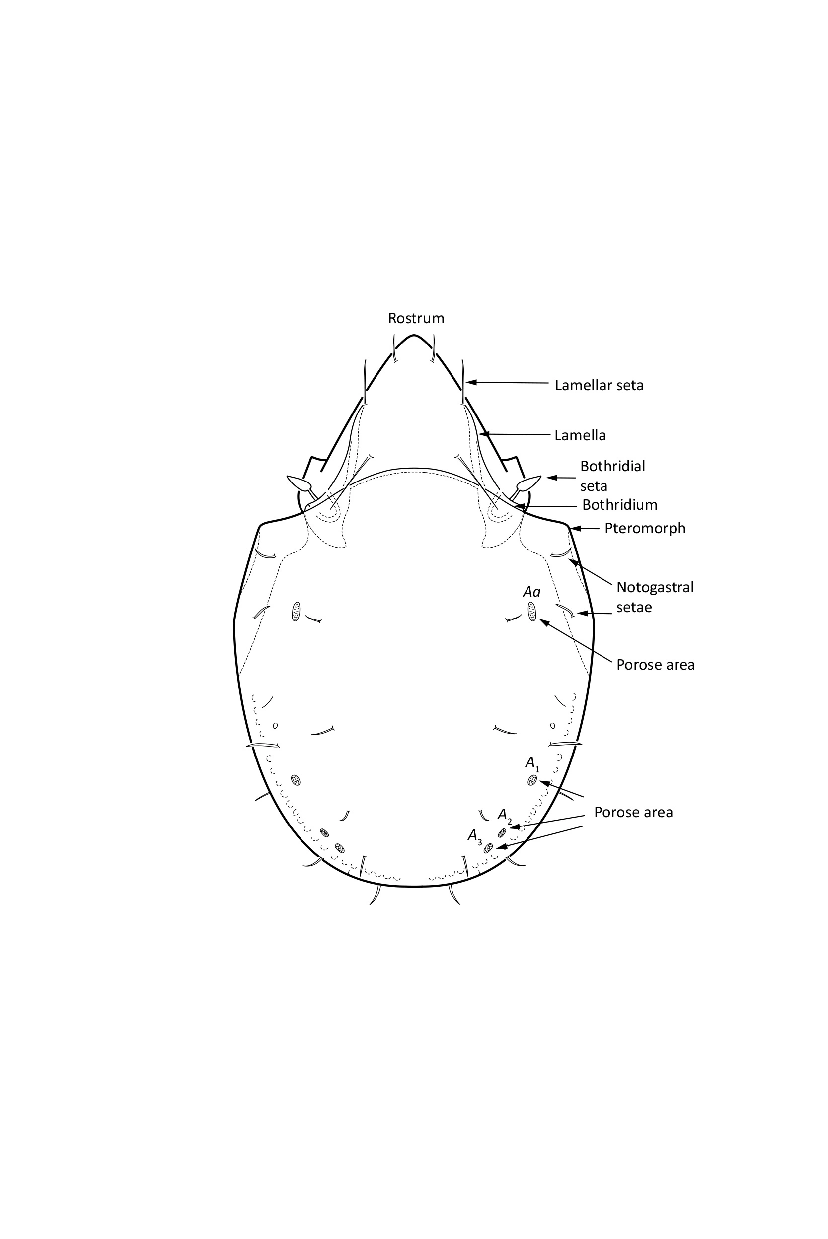 Midd: Lagenobates lagenulus.