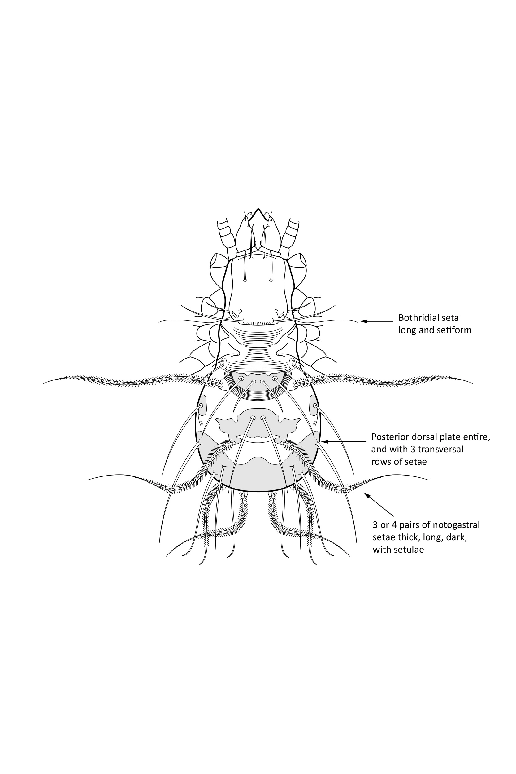 Midd: Palaeacaridae.